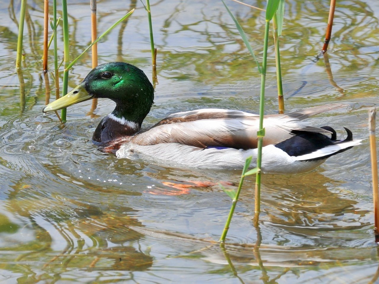 Eine Stockente von ganz nah, die im Lenkersee schwimmt.